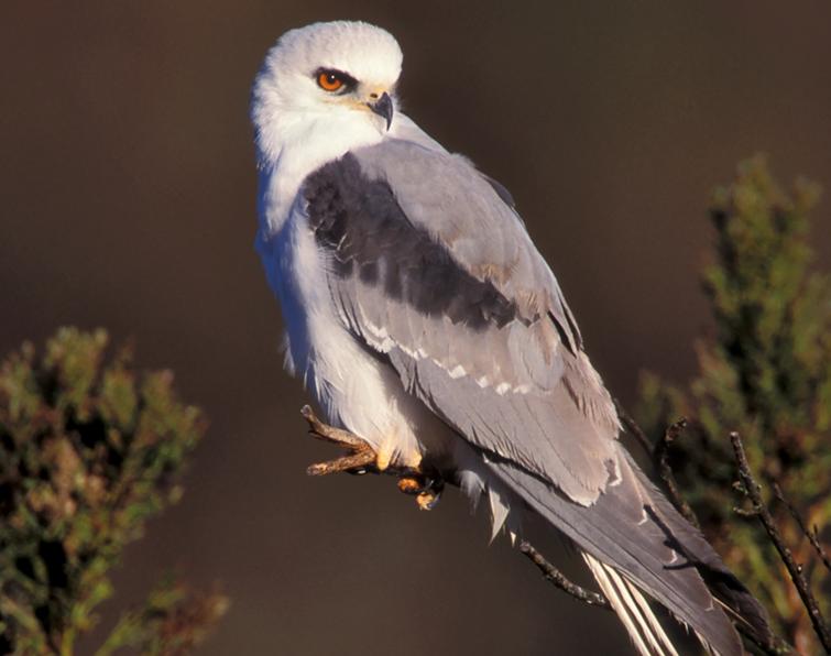 Image of White-tailed Kite