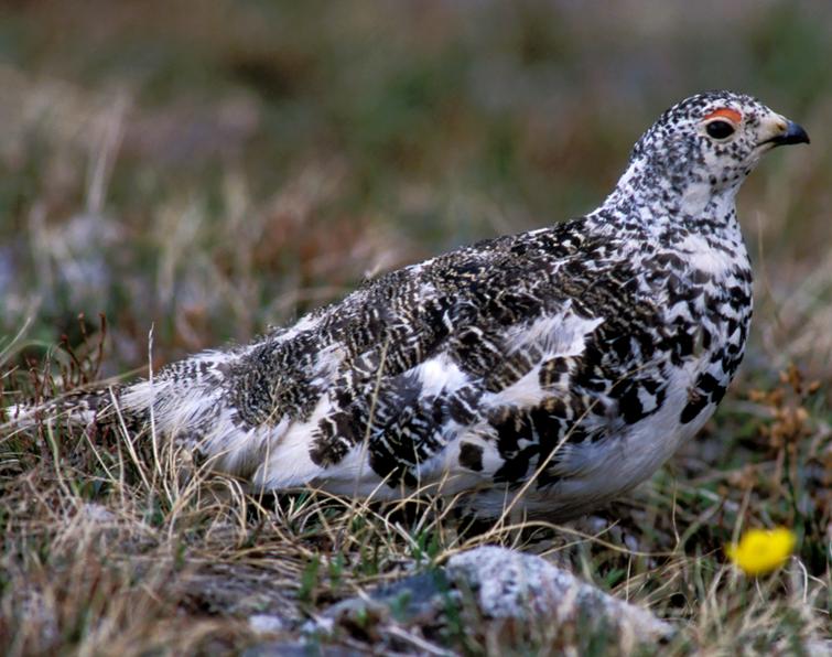 Image of White-tailed Ptarmigan