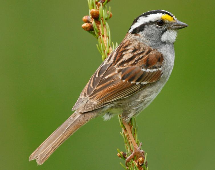 Image of White-throated Sparrow