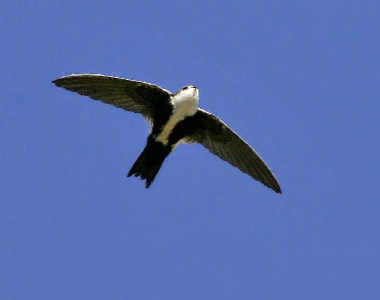 Image of White-throated Swift