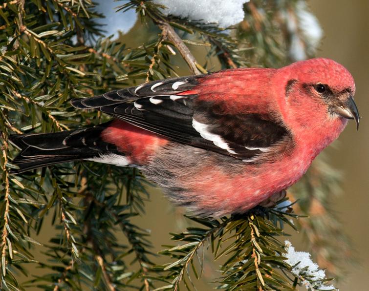 Image of White-winged Crossbill