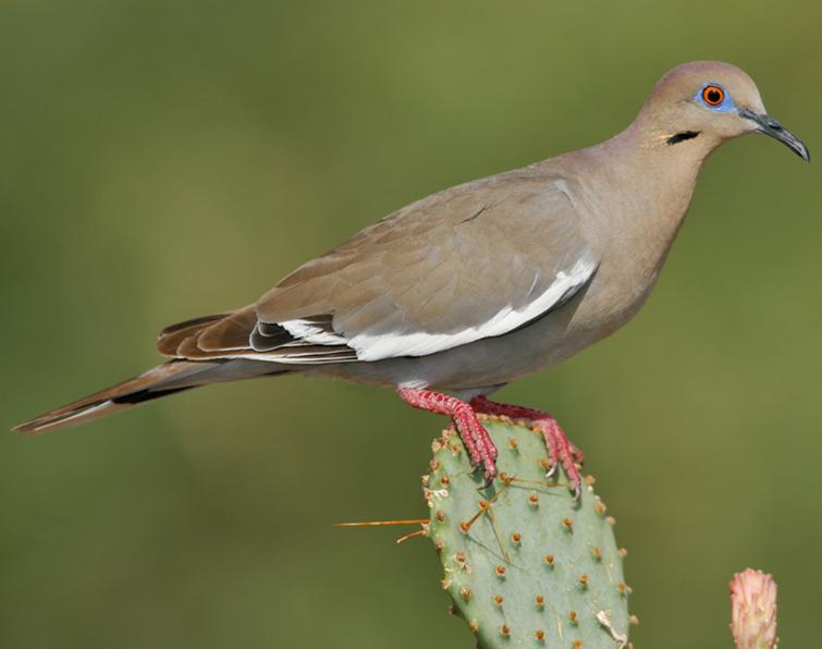 Image of White-winged Dove