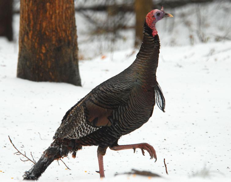 Image of Wild Turkey