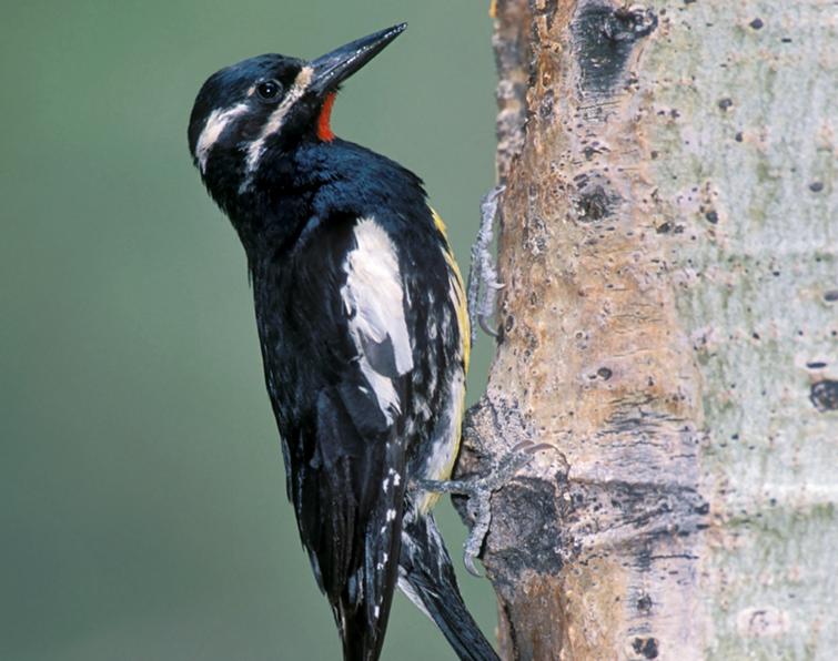 Image of Williamson's Sapsucker