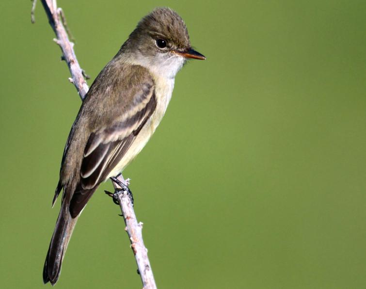 Image of Willow Flycatcher