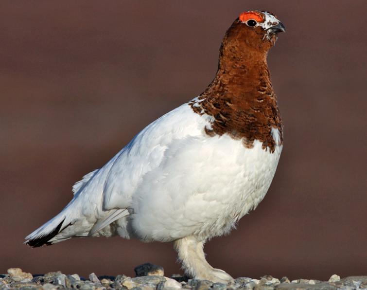 Image of Willow Ptarmigan