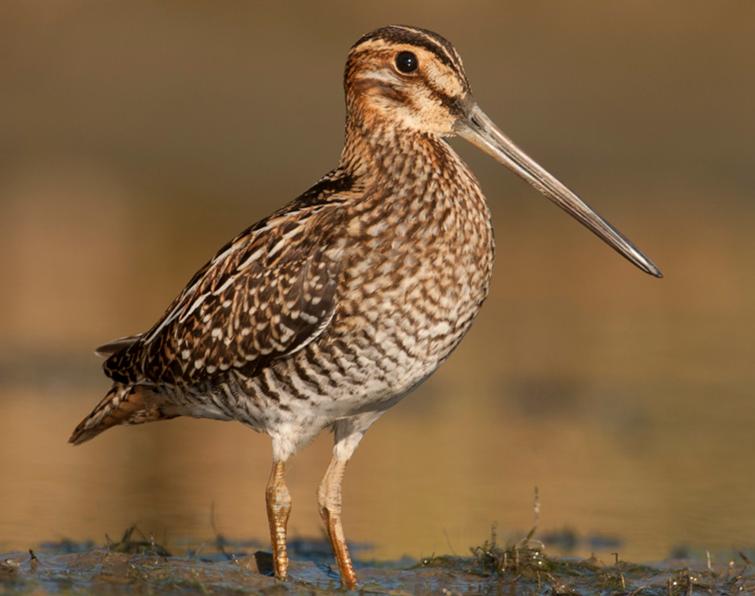 Image of Wilson's Snipe