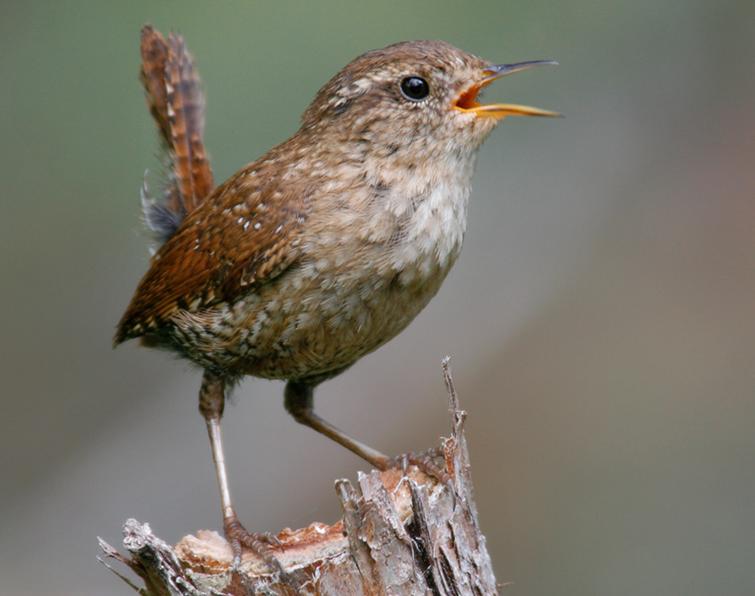 Image of Winter Wren