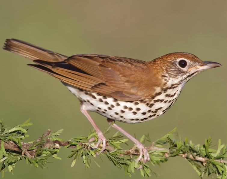 Image of Wood Thrush