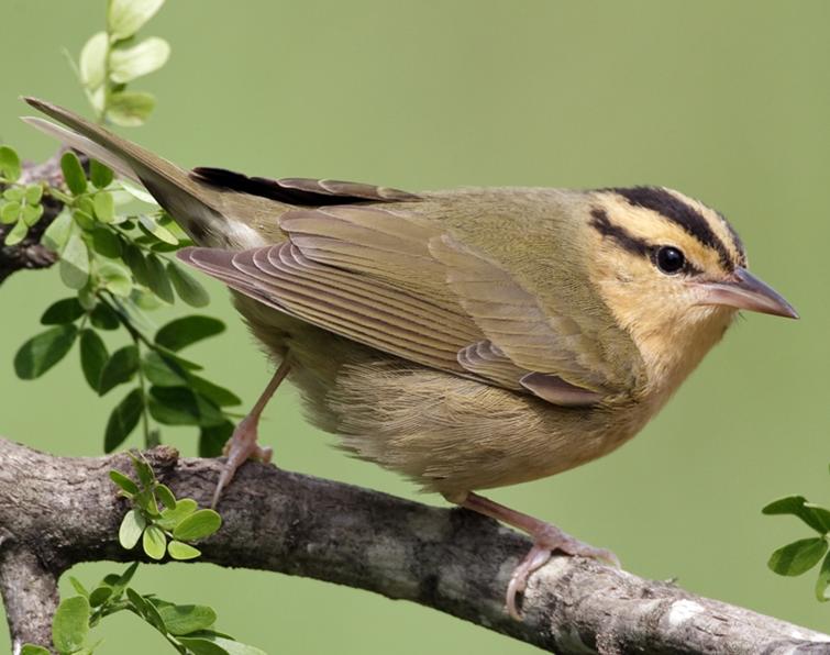 Image of Worm-eating Warbler