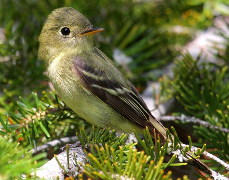 Image of Yellow-bellied Flycatcher