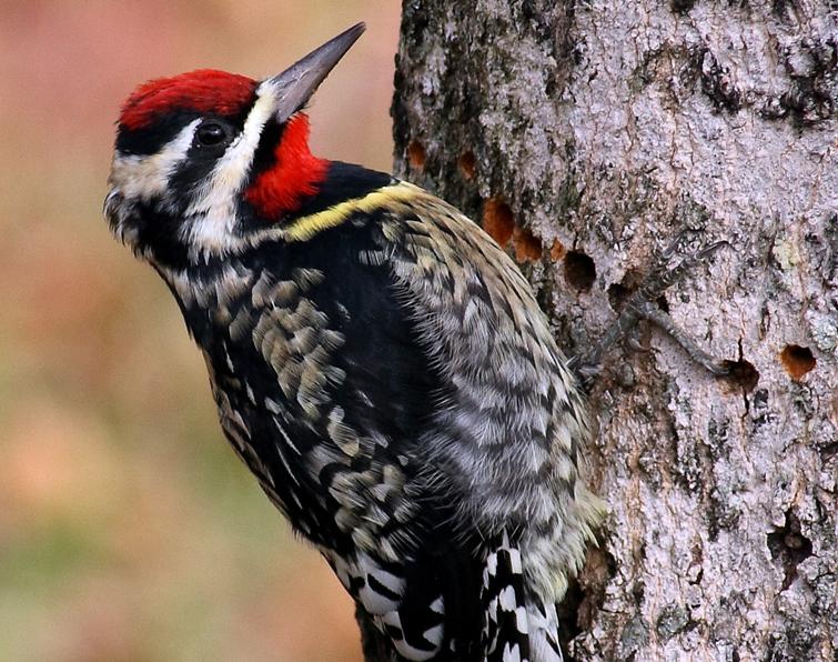 Image of Yellow-bellied Sapsucker