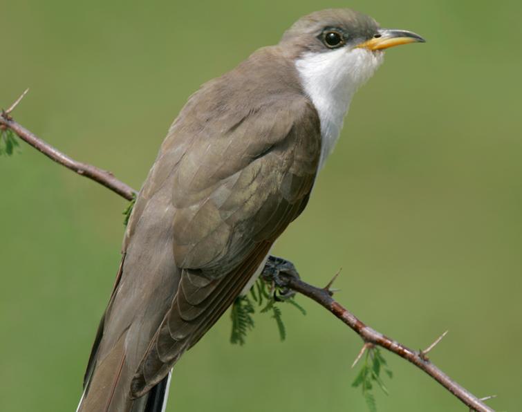 Image of Yellow-billed Cuckoo