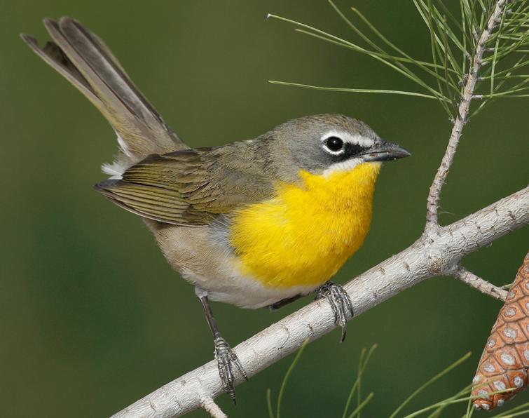 Image of Yellow-breasted Chat
