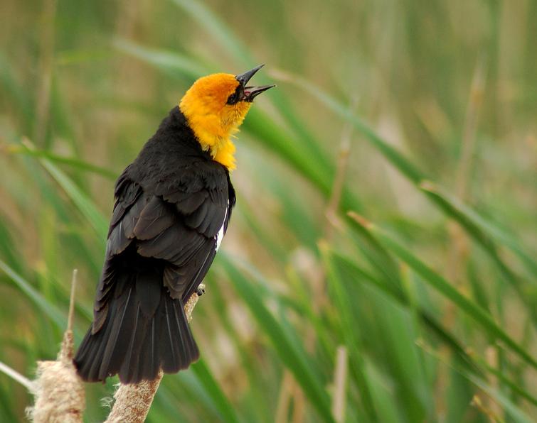 Image of Yellow-headed Blackbird