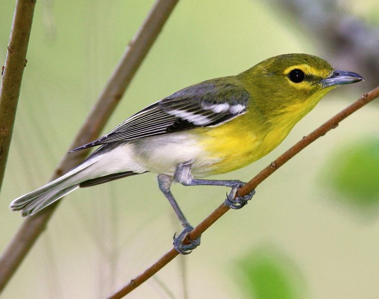 Image of Yellow-throated Vireo