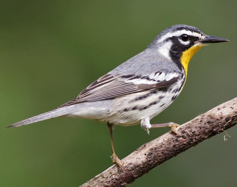 Image of Yellow-throated Warbler