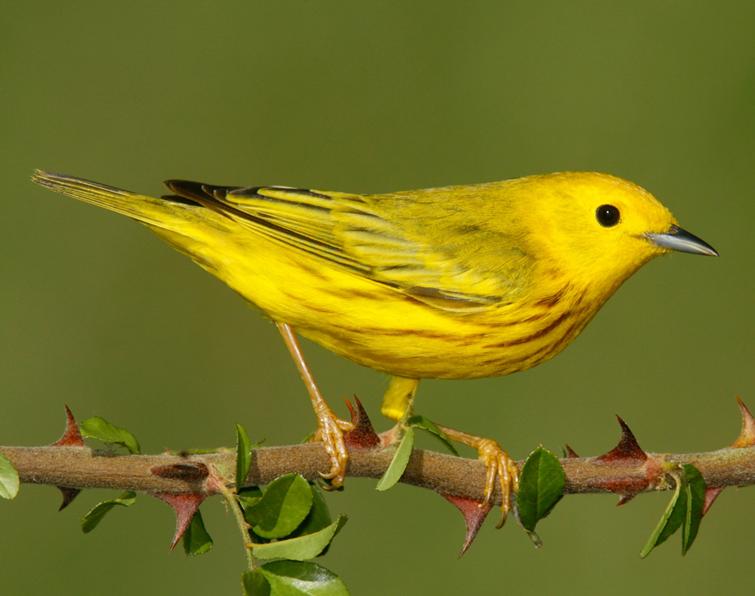 Image of Yellow Warbler