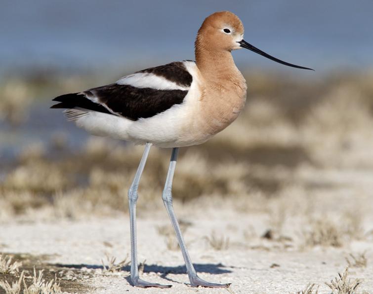 Image of American Avocet