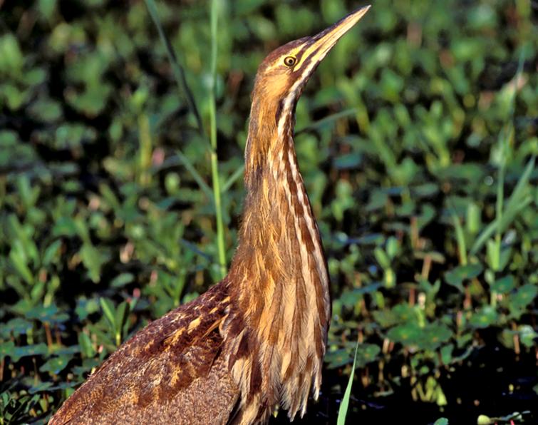 Image of American Bittern