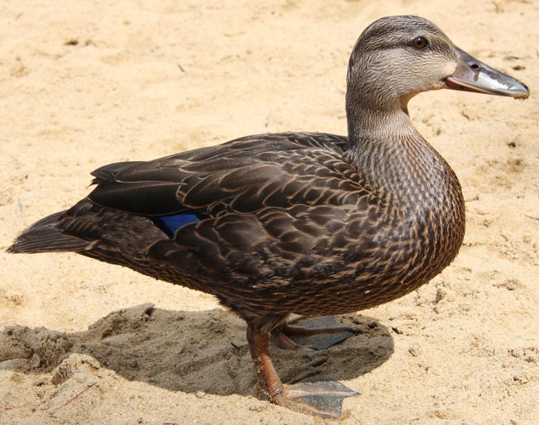 Image of American Black Duck