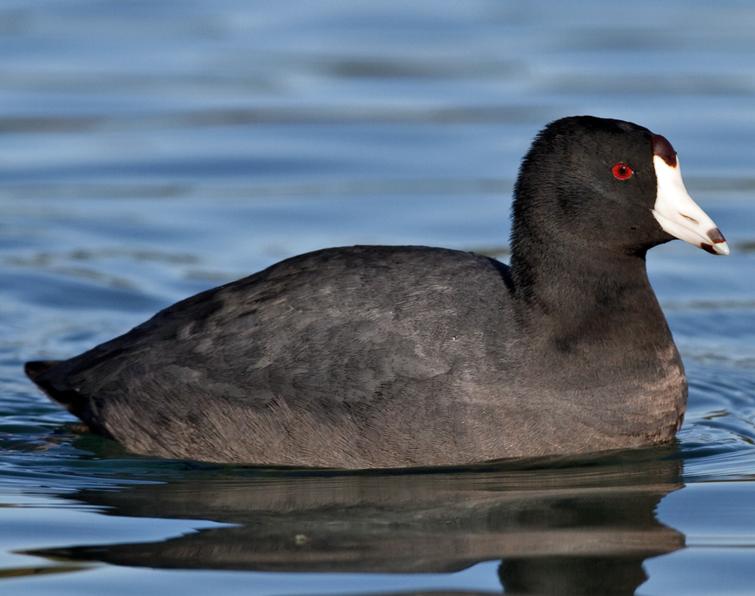 Image of American Coot