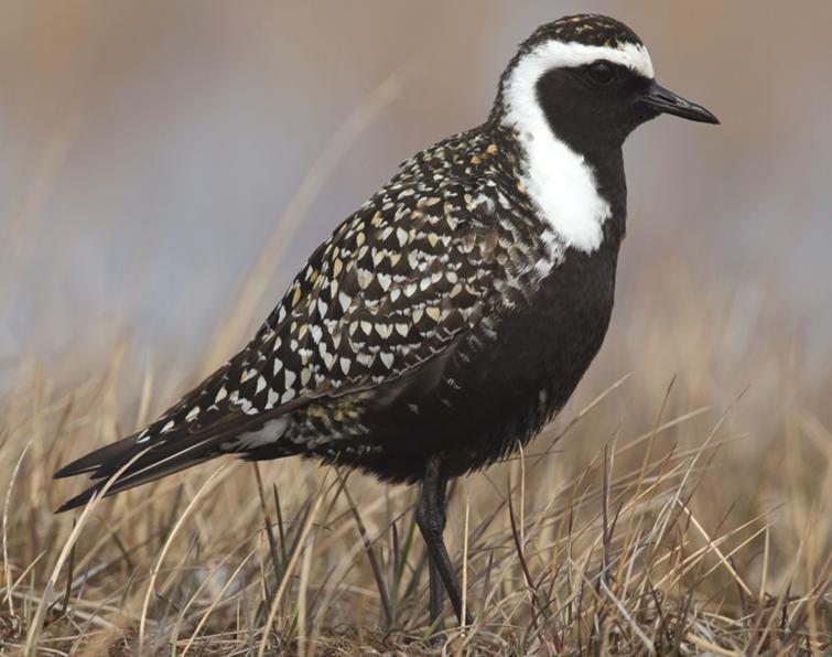 Image of American Golden-Plover