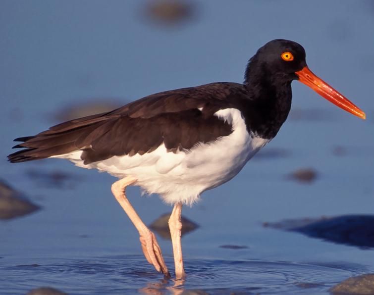 Image of American Oystercatcher