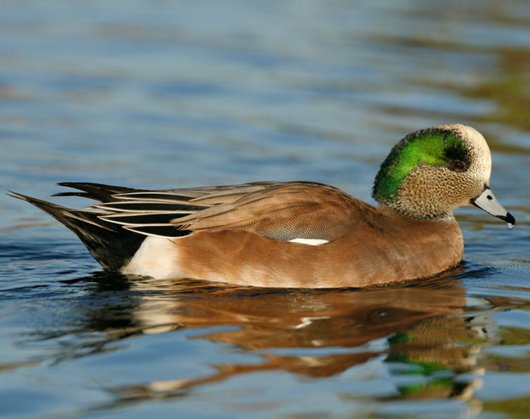 Image of American Wigeon