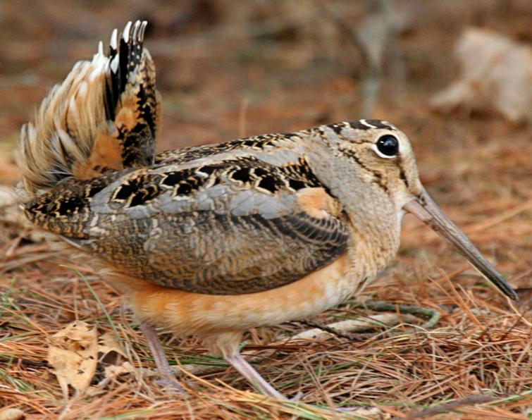 Image of American Woodcock