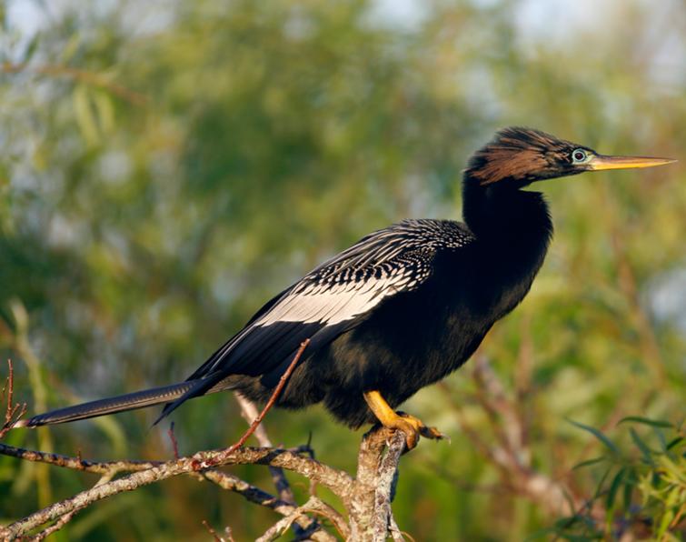 Image of Anhinga