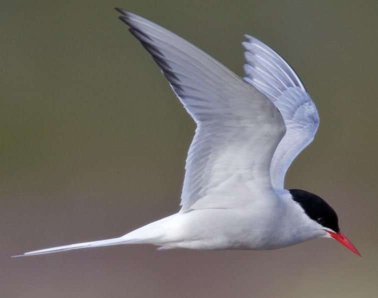 Image of Arctic Tern