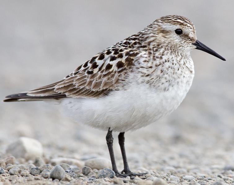 Image of Baird's Sandpiper