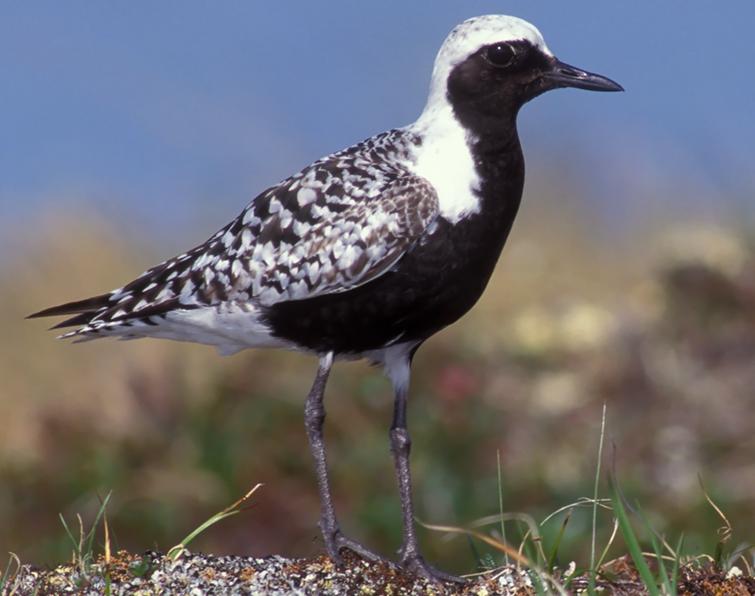 Image of Black-bellied Plover