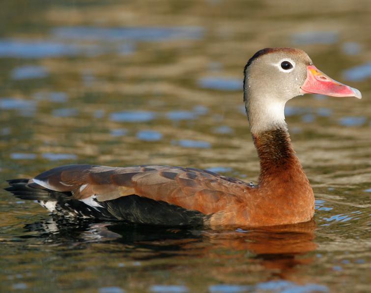 Image of Black-bellied Whistling-Duck