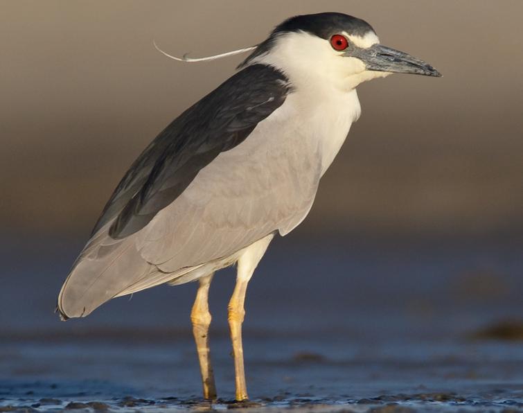 Image of Black-crowned Night-Heron