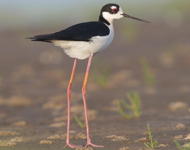 Image of Black-necked Stilt