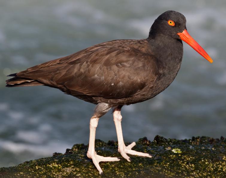 Image of Black Oystercatcher