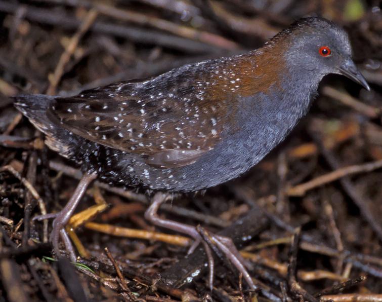 Image of Black Rail