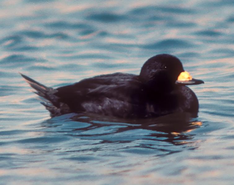 Image of Black Scoter