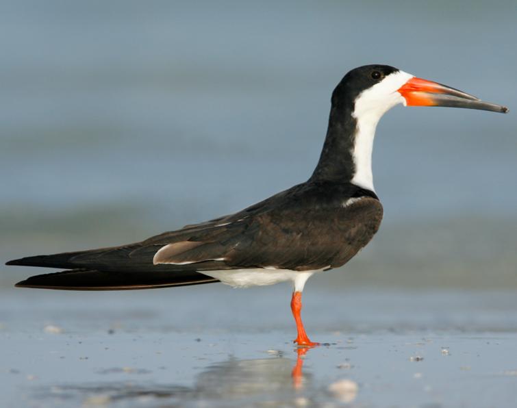 Image of Black Skimmer