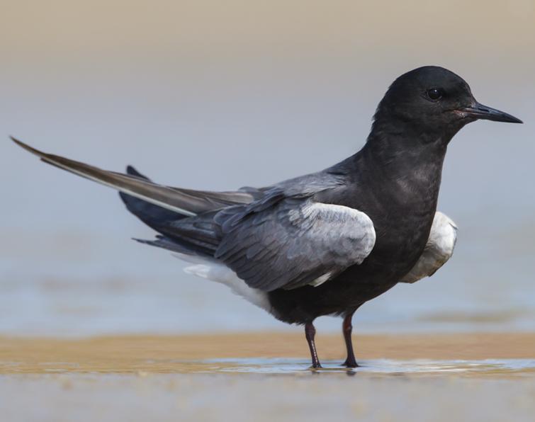 Image of Black Tern