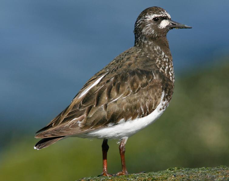 Image of Black Turnstone