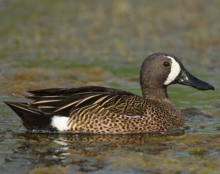 Image of Blue-winged Teal