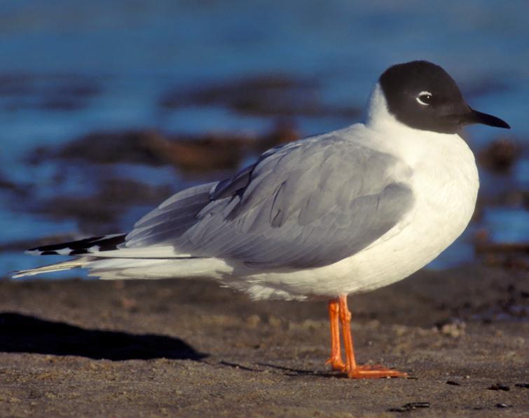 Image of Bonaparte's Gull