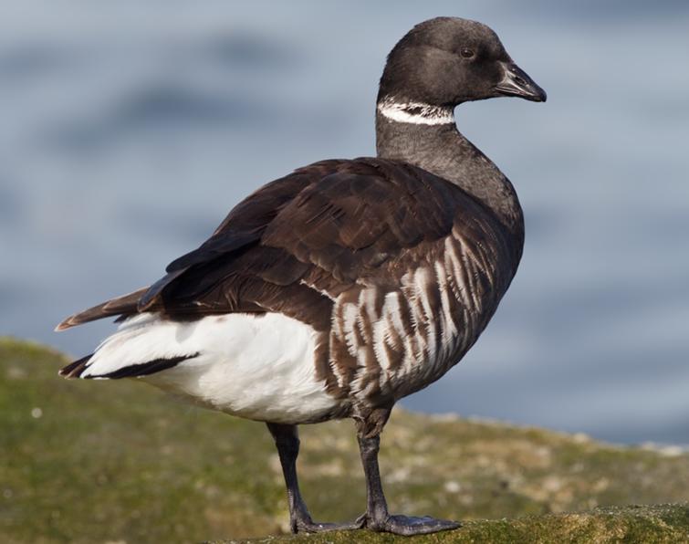 Image of Brant