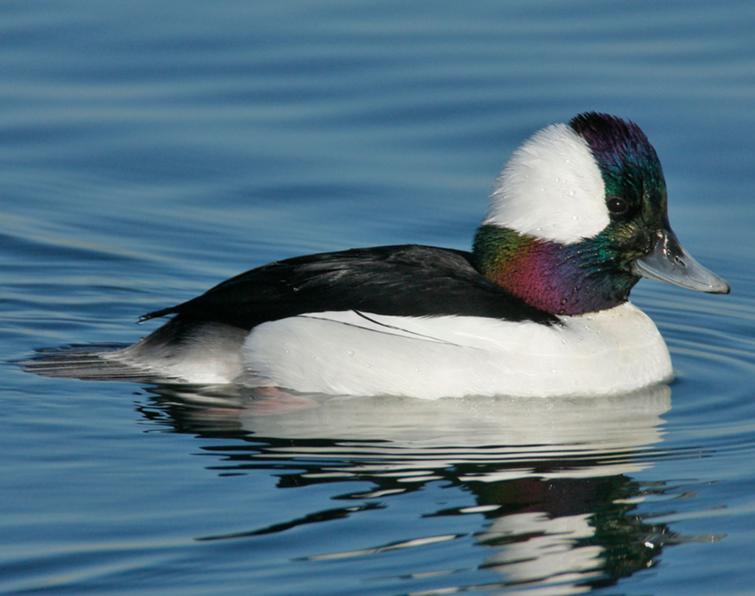 Image of Bufflehead