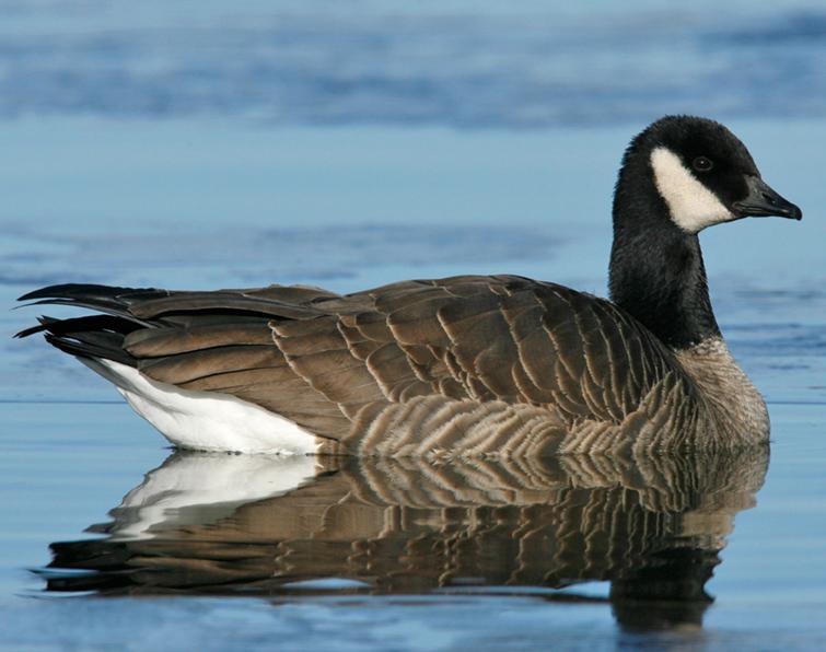 Image of Cackling Goose