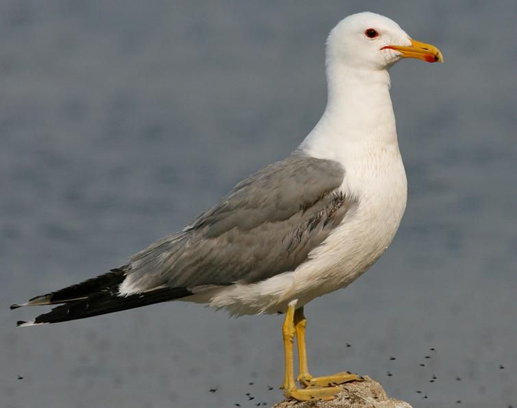 Image of California Gull