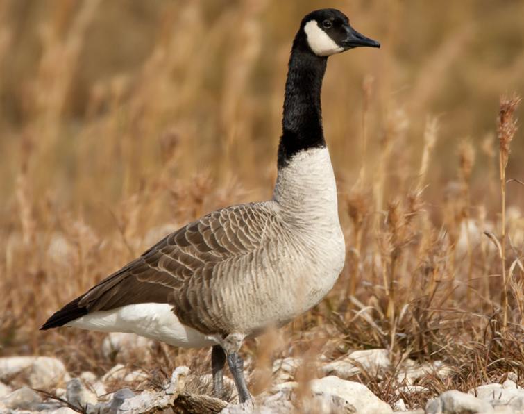 Image of Canada Goose